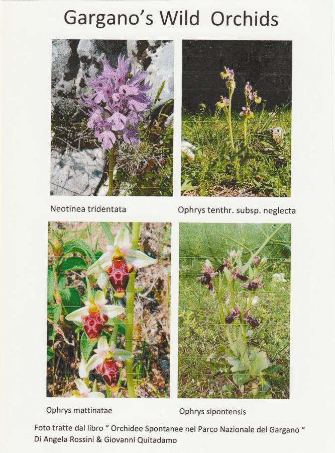 Orchidea Mattinata Parco Del Gargano Διαμέρισμα Εξωτερικό φωτογραφία