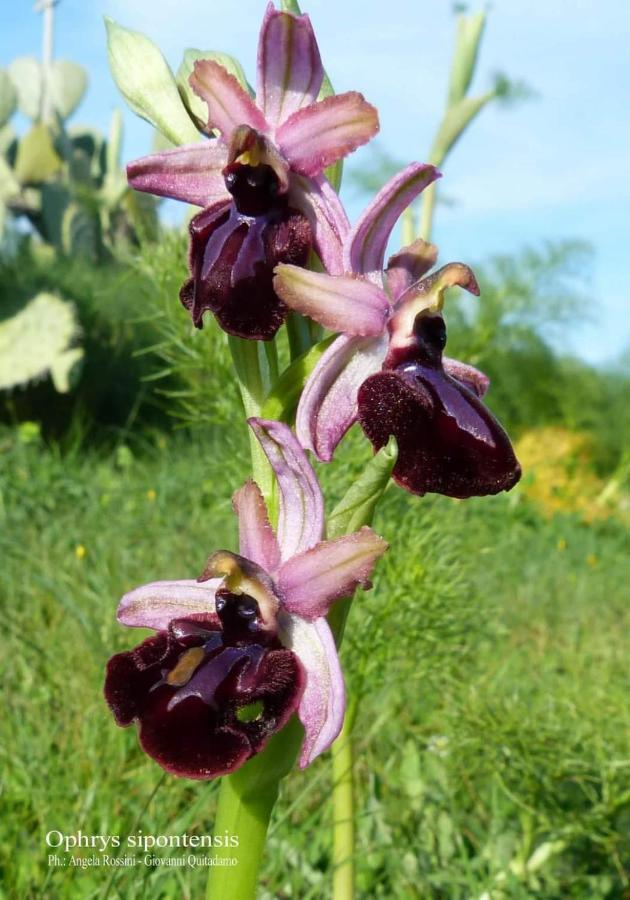Orchidea Mattinata Parco Del Gargano Διαμέρισμα Εξωτερικό φωτογραφία