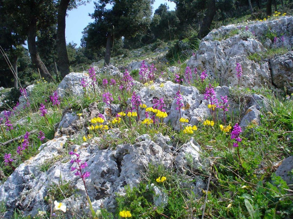 Orchidea Mattinata Parco Del Gargano Διαμέρισμα Εξωτερικό φωτογραφία