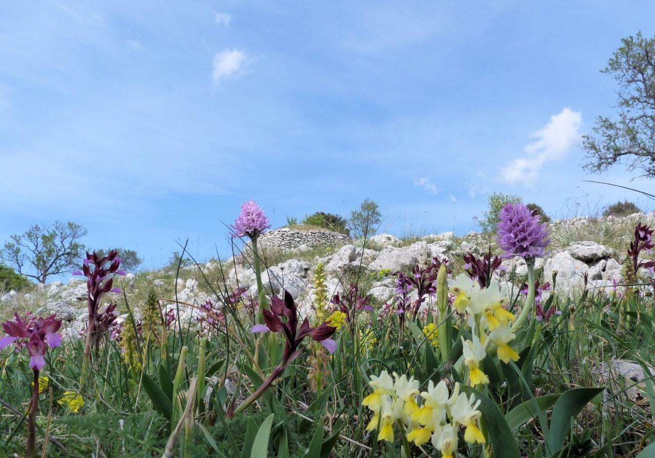 Orchidea Mattinata Parco Del Gargano Διαμέρισμα Εξωτερικό φωτογραφία