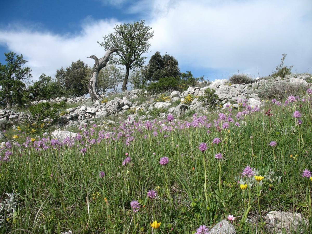 Orchidea Mattinata Parco Del Gargano Διαμέρισμα Εξωτερικό φωτογραφία